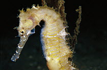 Seahorse (Hippocampus sp), Papua New Guinea