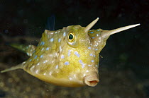 Cowfish (Lactoria sp), Papua New Guinea