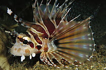 Zebra Lionfish (Dendrochirus zebra), Solomon Islands