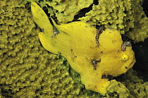 Frogfish (Antennarius sp) camouflaged on hard coral, Papua New Guinea