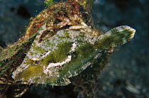 Filefish (Pervagor sp), Solomon Islands