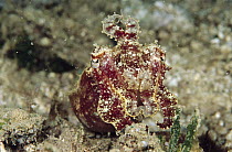 Cuttlefish (Sepia sp), Papua New Guinea