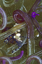 Shrimp (Periclimenes sp) in anemone tentacles, Papua New Guinea