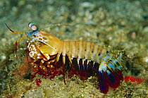 Mantis Shrimp (Odontodactylus scyllarus), Solomon Islands
