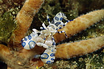 Mantis Shrimp (Odontodactylus scyllarus) on starfish, Papua New Guinea