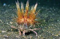 Radiant Sea Urchin (Astropyga radiata) on Decorator Crab (Camposcia retusa), Indonesia