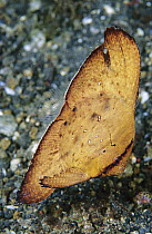 Orbiculate Batfish (Platax orbicularis) juvenile, Indonesia