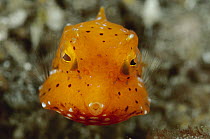 Yellow Boxfish (Ostracion cubicus) juvenile, Papua New Guinea