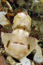 Frogfish (Antennarius sp), Papua New Guinea