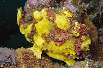Frogfish (Antennarius sp), camouflaged in coral reef, Papua New Guinea