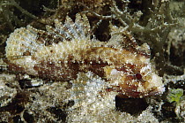 Blenny (Blenniidae), Indonesia
