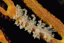 Nudibranch on coral, Solomon Islands
