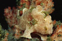 Frogfish (Antennarius sp) camouflaged in reef, Indonesia