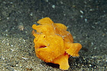 Frogfish (Antennarius sp) with lure extended, Indonesia