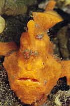 Frogfish (Antennarius sp), Indonesia