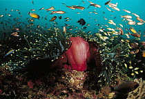 Magnificent Sea Anemone (Heteractis magnifica) with schooling reef fish, Indonesia