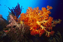 Coral reef, Solomon Islands