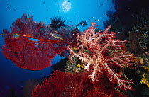 Soft coral and sea fan, Solomon Islands