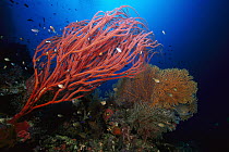 Soft coral and sea fan, Solomon Islands