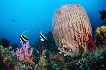 Sponge (Xestospongia sp) and Bannerfish (Heniochus diphreutes) pair, Solomon Islands