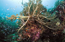 Soft Coral (Lemnalia sp) with fish, Solomon Islands