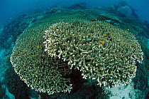 Stony Coral (Acropora sp), Indonesia