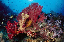 Soft coral on reef, Solomon Islands