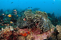 Magnificent Sea Anemone (Heteractis magnifica) and reef fish, Indonesia