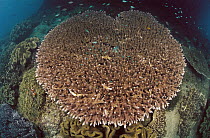 Stony Coral (Acropora sp), Indonesia