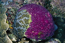 Encrusting sponge on hard coral, Solomon Islands