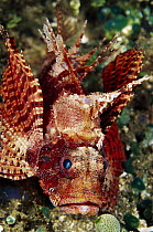 Shortfin Turkeyfish (Dendrochirus brachypterus), Indonesia