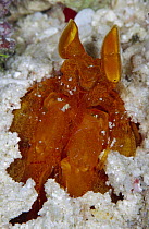 Mantis Shrimp (Lysiosquilla sp), Papua New Guinea