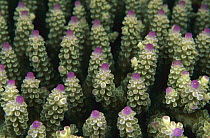 Stony Coral (Acropora sp) polyps, Solomon Islands