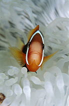 Anemonefish (Amphiprion sp) in host Anemone (Heteractis sp), Papua New Guinea