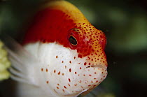 Freckled Hawkfish (Paracirrhites forsteri), Solomon Islands