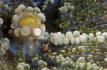 Corallimorpharian (Discosoma sp) with shrimp near mouth, Solomon Islands