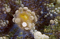 Corallimorpharian (Discosoma sp) mouth, Solomon Islands