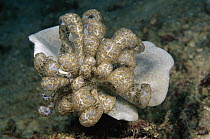 Nudibranch (Phyllodesmium longicirrum), Papua New Guinea