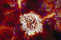 Coleman's Shrimp (Periclimenes colemani) camouflaged on Fire Urchin (Asthenosoma varium), Indonesia