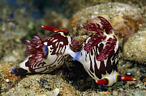 Nudibranch (Nembrotha sp) pair mating, Papua New Guinea