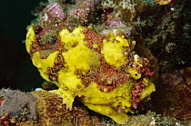 Warty Frogfish (Antennarius maculatus) with lure extended, Indonesia
