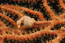 Seahorse (Hippocampus sp) male on coral, Solomon Islands