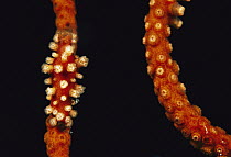Cowry (Aclyvolva sp) camouflaged on Soft Coral (Ctenocella sp), Papua New Guinea