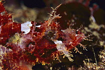 Scorpionfish (Scorpaenopsis sp), Papua New Guinea