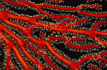 Sea Fan (Acabaria sp) with polyps extended for feeding, Solomon Islands