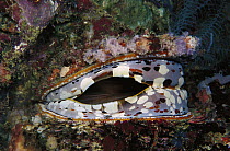 Oyster (Spondylus varians) with partially open mantle, Solomon Islands