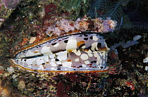 Oyster (Spondylus varians) with closed mantle, Solomon Islands