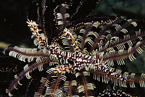 Harlequin Ghost Pipefish (Solenostomus paradoxus) camouflaged on Feather Star, Solomon Islands