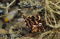 Filefish (Pervagor sp) juvenile, Papua New Guinea