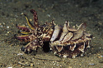 Flamboyant Cuttlefish (Metasepia pfefferi), Indonesia
